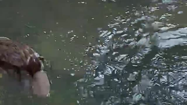 Dude Pets The Beaver