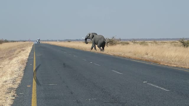 An elephant on the road that's funny