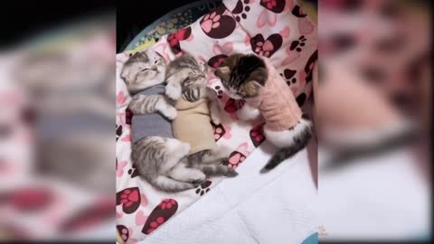 Cute and Funny Cat Videos|