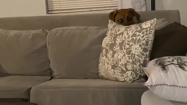 Puppy Rudy and the evil couch