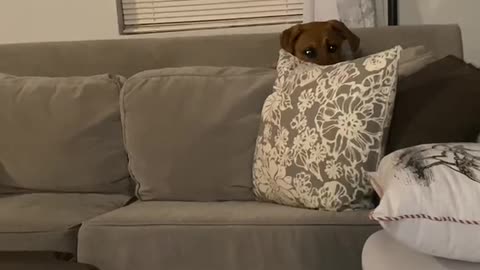 Puppy Rudy and the evil couch