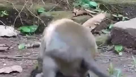 Funny monkey😂