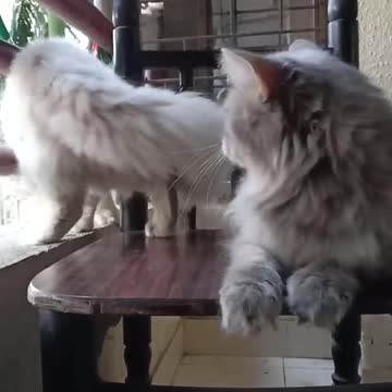 Two cats playing very cute