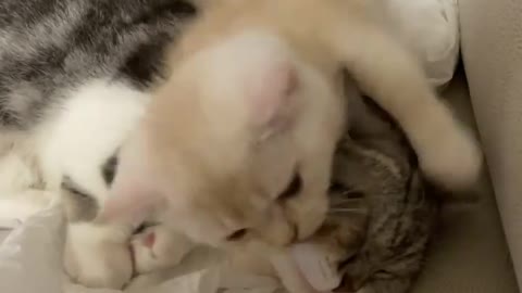 Funny Cat and Cute Kitten Playing Compilation for laugh !