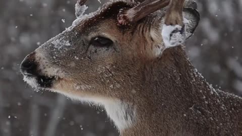 South Africa Forest Beautiful Deer