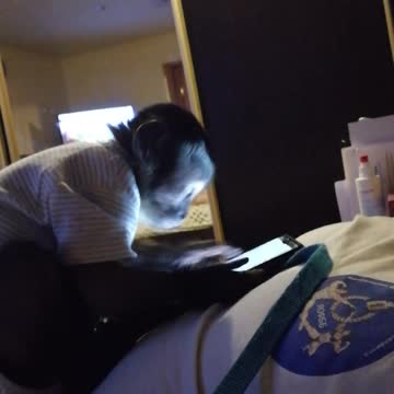 Мирошка увлечен игрой