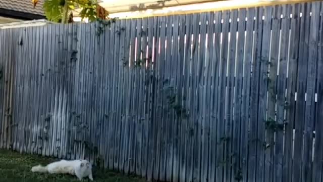 Collab copyright protection - white cat fence jump fail