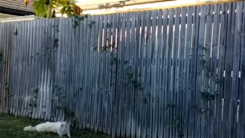 Collab copyright protection - white cat fence jump fail