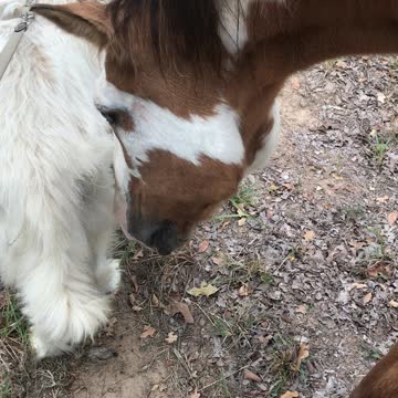 Adventures of Wulfie With Poncho