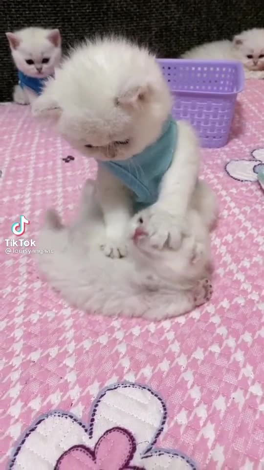 Cats playing on the bed