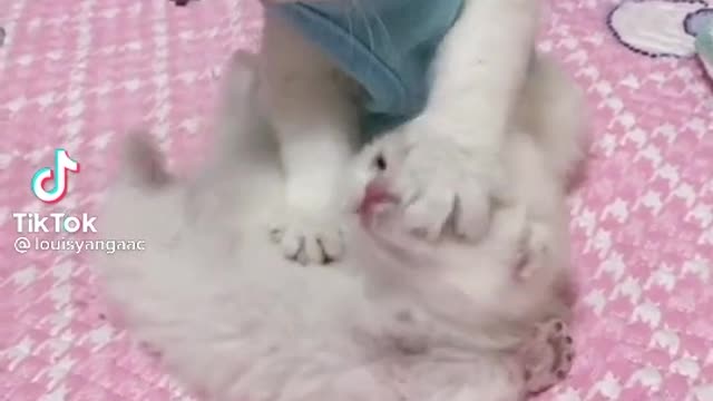 Cats playing on the bed