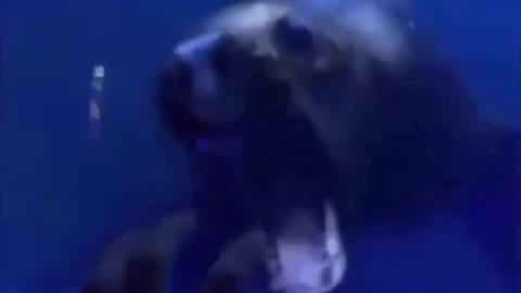 Aggressive Seal