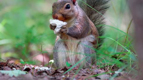 Squirrel Eating Mushroom