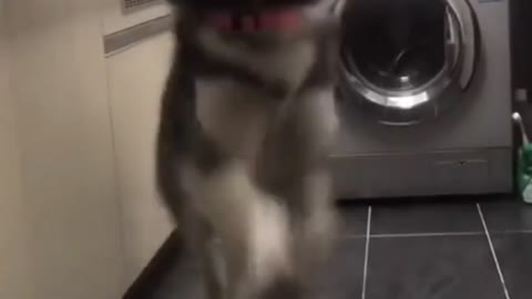 Try to dance with Husky