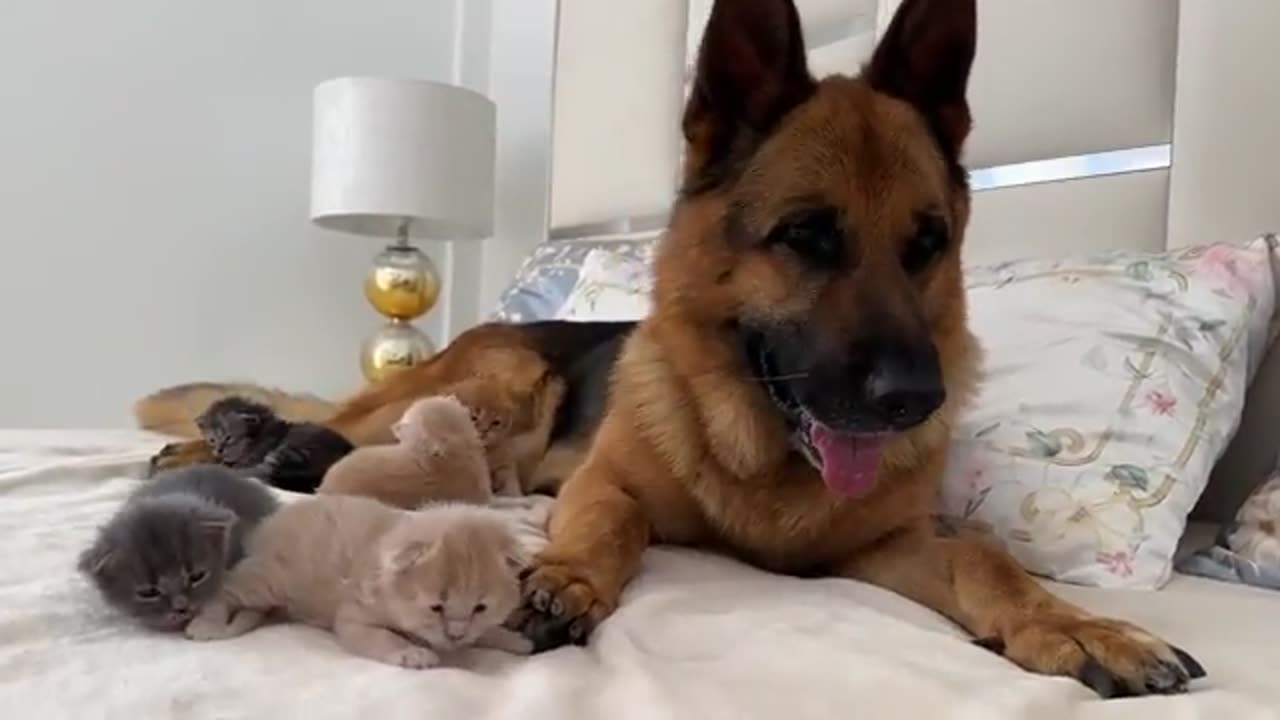 Tiny Kittens Attack German Shepherd