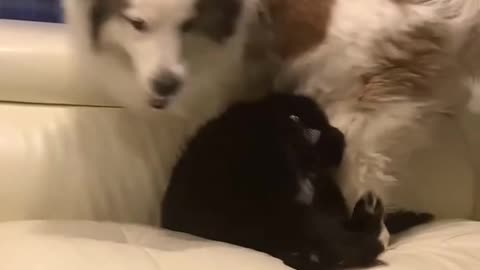 Puppy and Dog Fight.