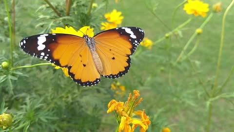 فراشة 🦋 جميلة والاونها رائعة متع عقلك