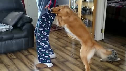 Retreiver doing conga line with Dad