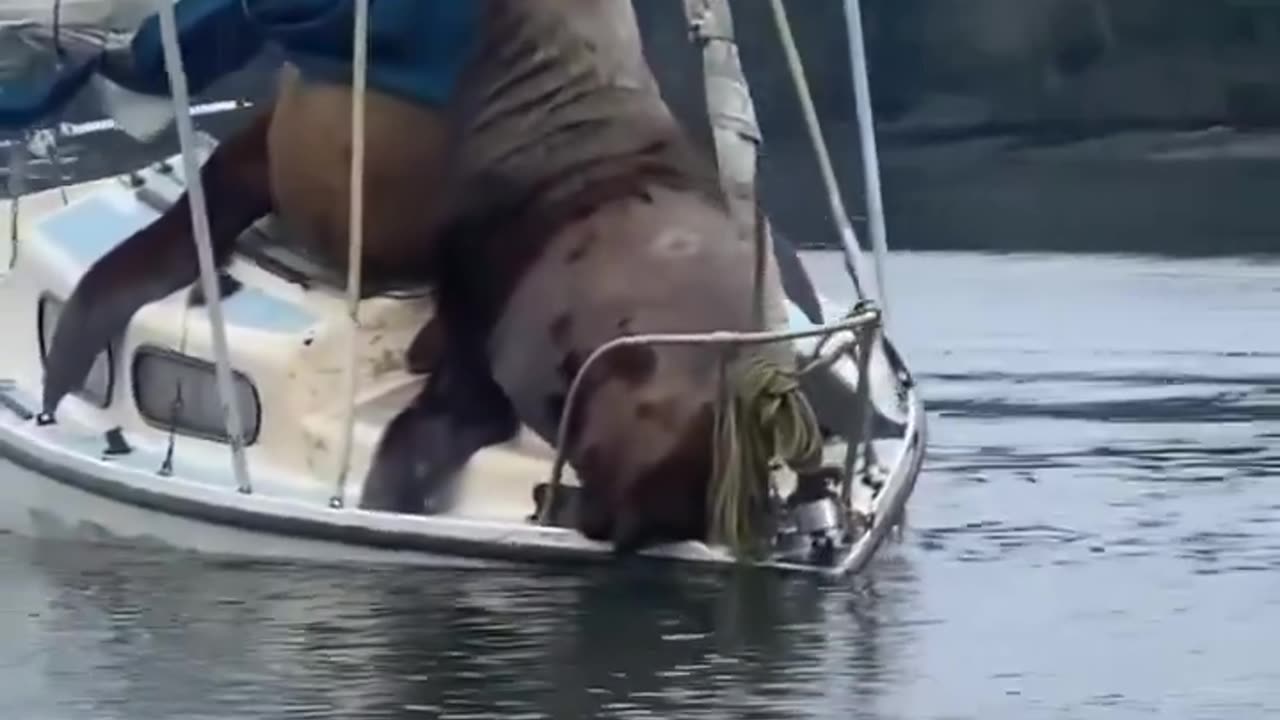 Steller sea lions riding on a boat