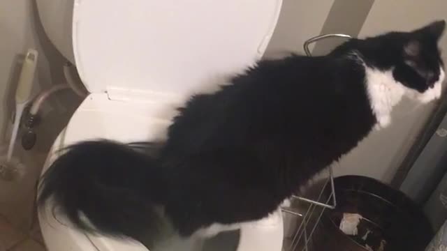 Black and white cat uses toilet to use the restroom