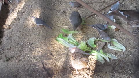 Mexican speckled quails - parents and offspring