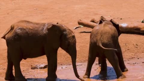 Funny Baby Elephants Playing In Mud