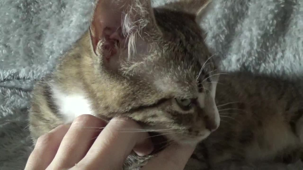 Happy Little Cat Purring