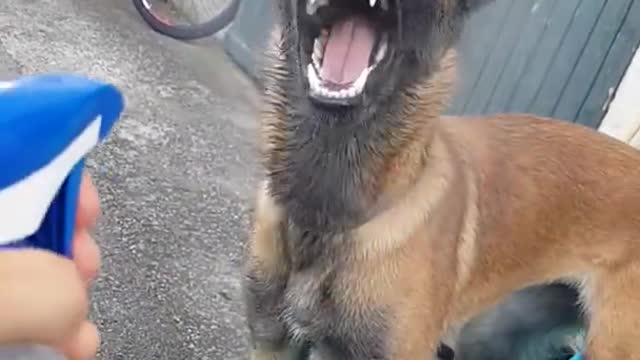 Dogs That Fly- Malinois & Alsatian Dogs Show Their Jumping Agility #Shorts