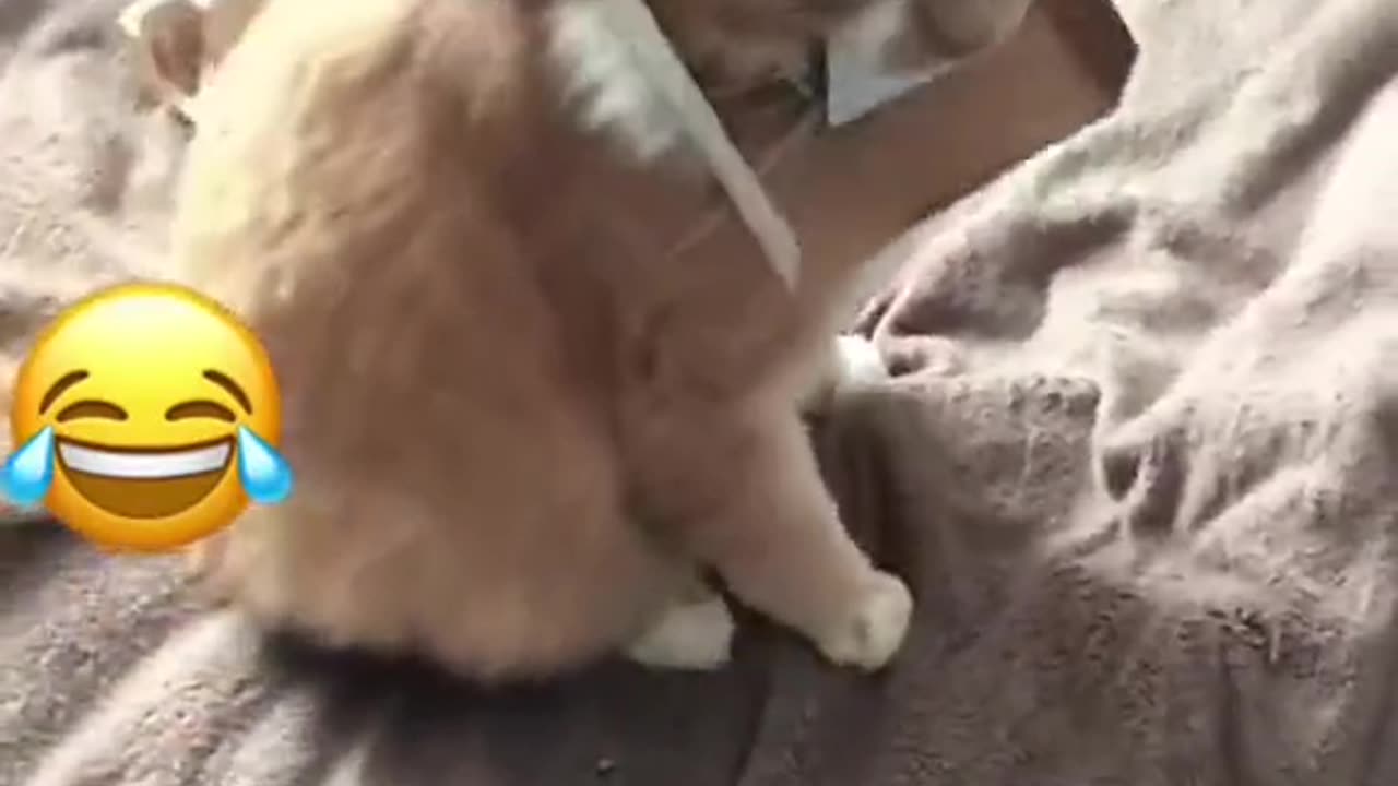 Funny cat
