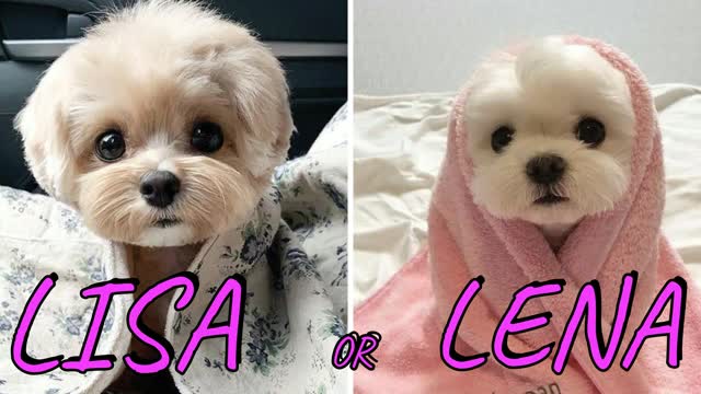 LISA OR LENA💖🥰( CUTE ANIMALS 😍😚)