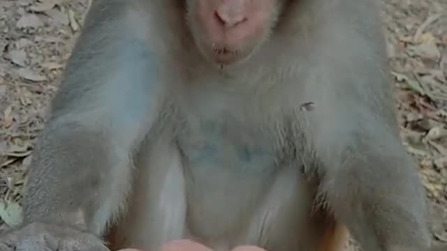 Monkey crazy one