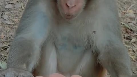 Monkey crazy one