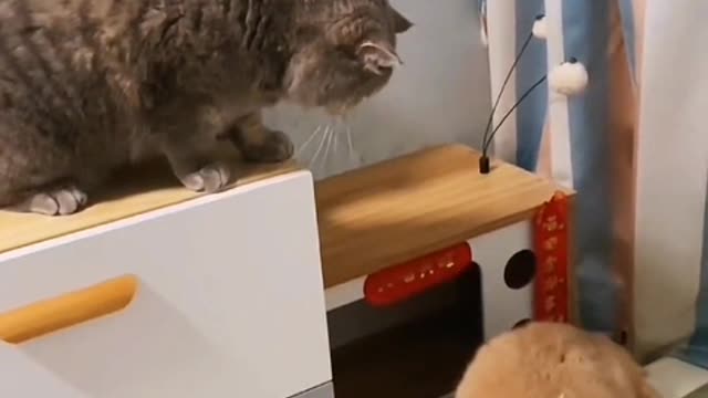 Who doesn't like that soft meow that will rub against your baby
