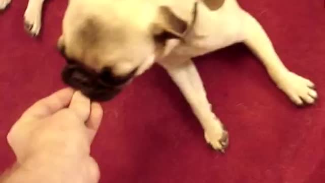 Best dog trick EVER - Play Dead with dramatic pug stumble
