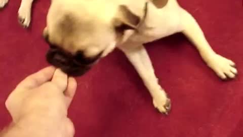 Best dog trick EVER - Play Dead with dramatic pug stumble