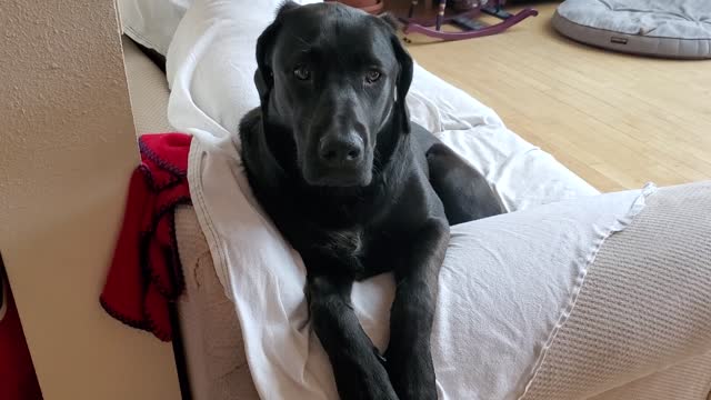 Rocky on the couch