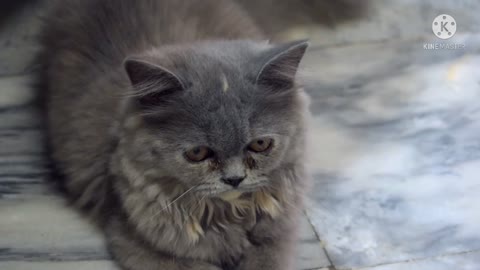 Amazing gray cat with beautiful yellow eyes