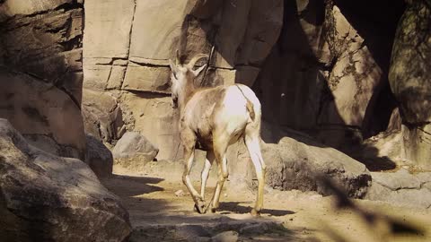 Young Ram Walking In The Zoo