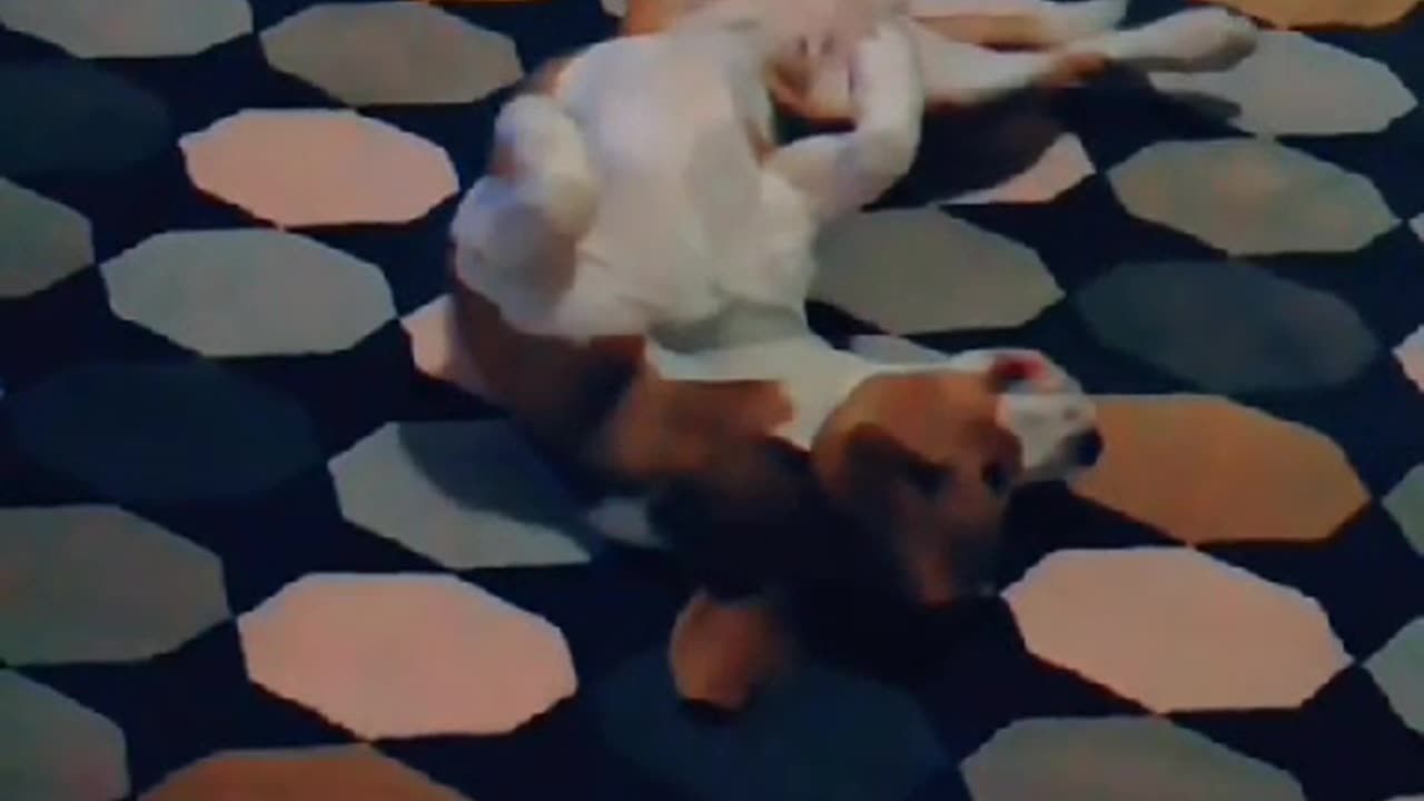 beagles on rugs