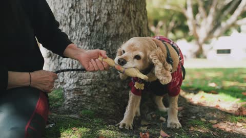Nice dog