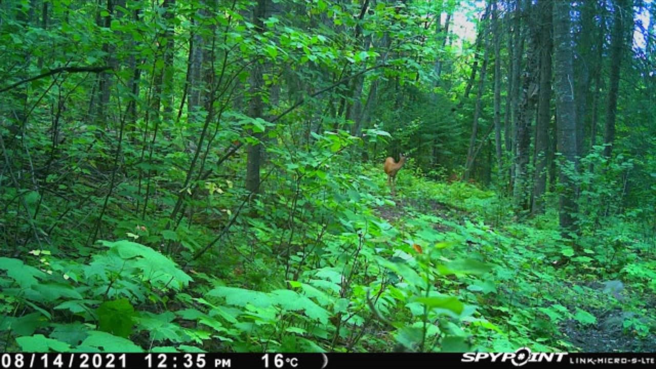 TRAIL CAM VIDEO