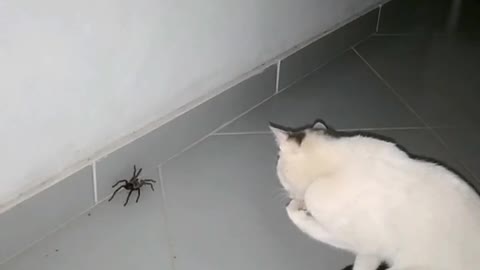 The cat and spider . Friend?