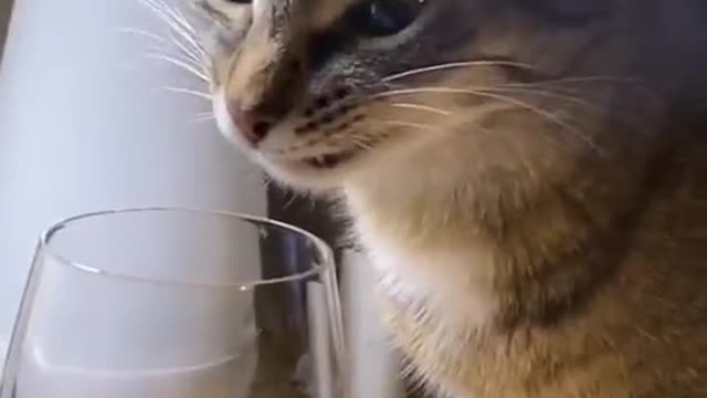 That’s what the kitten wanted to do
