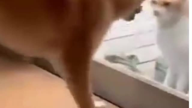 || Try not to laugh ||😆Cats and dogs fighting very funny😂