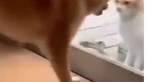 || Try not to laugh ||😆Cats and dogs fighting very funny😂