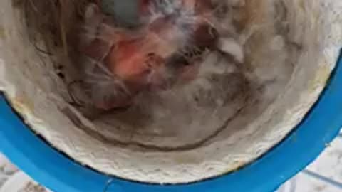 Canary bird feeds its young