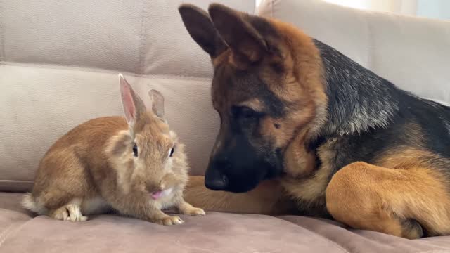 Can a German Shepherd Puppy and a Bunny be Friends