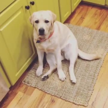 Labrador acecha a su dueña cada vez que se mueve