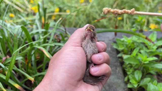 Newly hatched sparrow