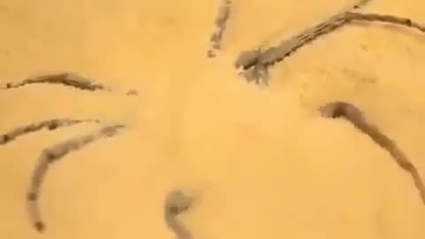 Scorpio